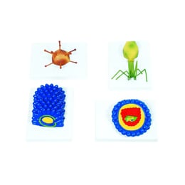 Gelsonlab Модел на вирус, 4 вида