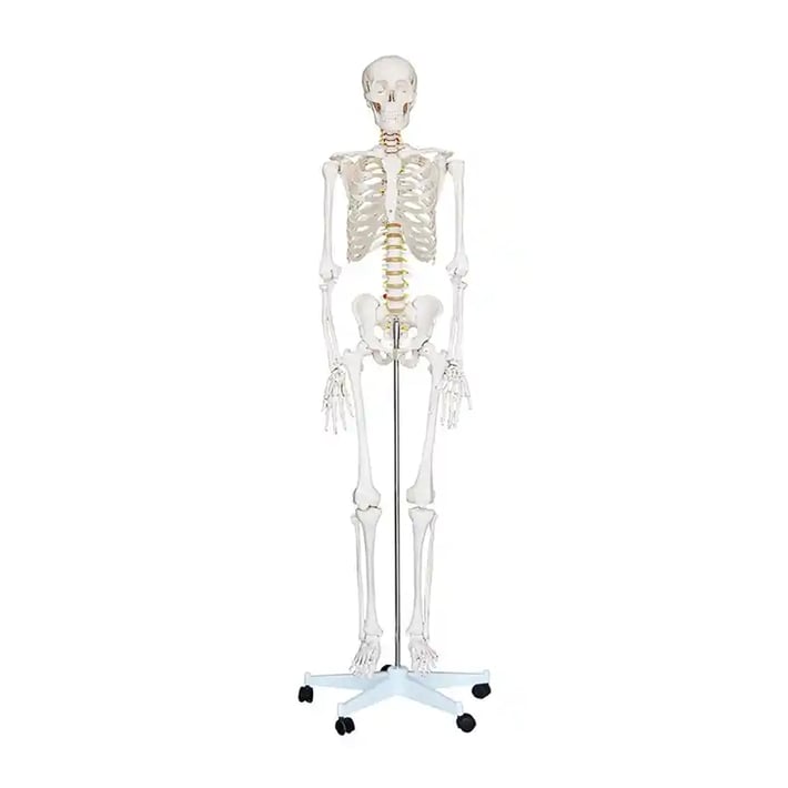 Gelsonlab Човешки скелет, на колела, 180 cm