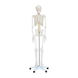 Gelsonlab Човешки скелет, на колела, 180 cm
