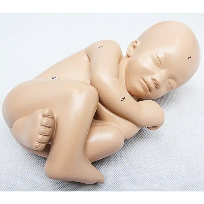 Gelsonlab Модел на таз на бременна жена