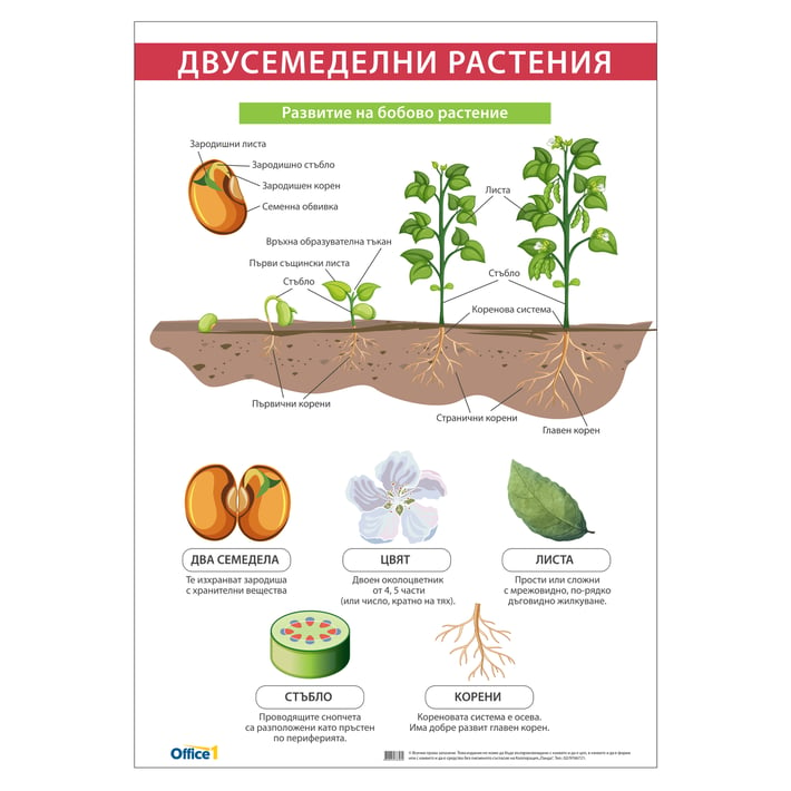 Office 1 Ученическо табло ''Двусемеделни растения'', 70 x 100 cm