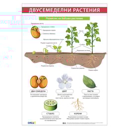 Office 1 Ученическо табло ''Двусемеделни растения'', 70 x 100 cm