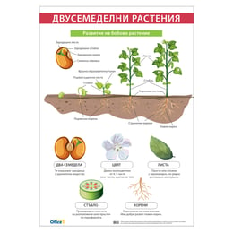 Office 1 Ученическо табло ''Двусемеделни растения'', 70 x 100 cm