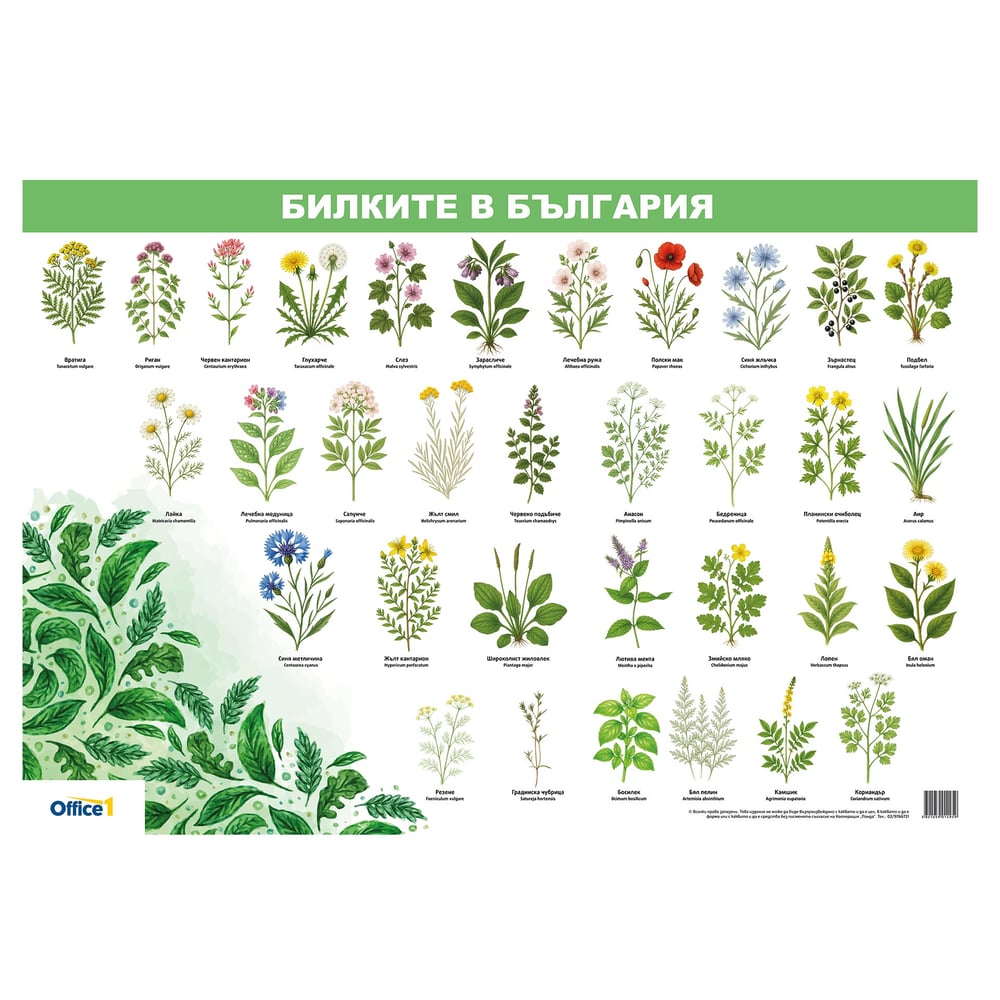 Office 1 School Board "Herbs in Bulgaria", 70 x 100 cm