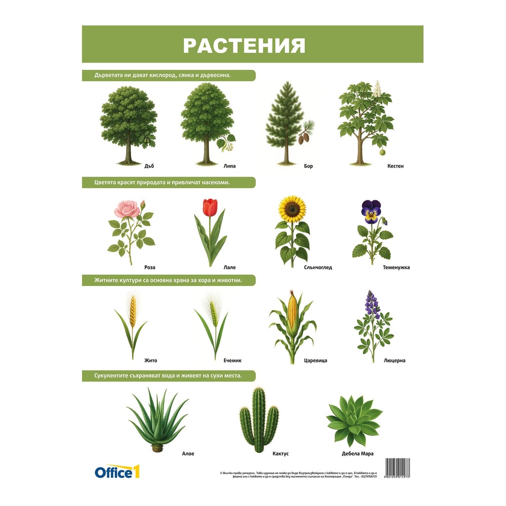 Office 1 School Board "Plants and Animals", double-sided, 50 x 70 cm