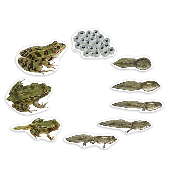 Learning Resources Магнитен комплект Жизнен цикъл на жаба