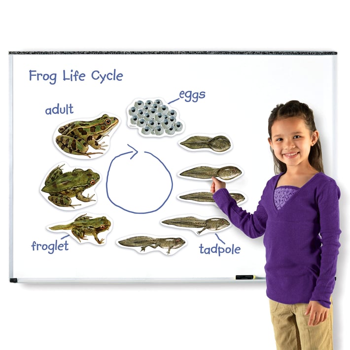 Learning Resources Магнитен комплект Жизнен цикъл на жаба