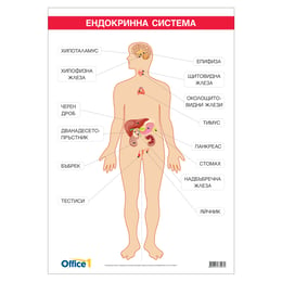 Office 1 Ученическо табло ''Ендокринна система'', 70 x 100 cm