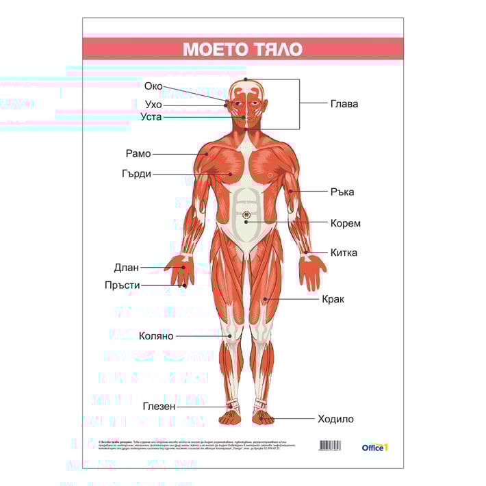 Office 1 Ученическо табло ''Моето тяло'', ламинирано, 50 x 70 cm