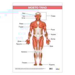 Office 1 Ученическо табло ''Моето тяло'', ламинирано, 50 x 70 cm