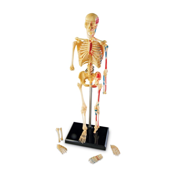 Learning Resources Човешки скелет, 23 cm