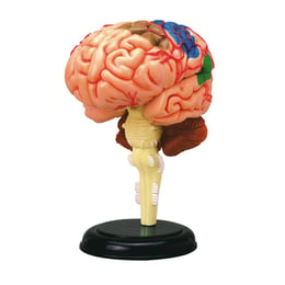 Learning Resources Анатомичен модел на мозък