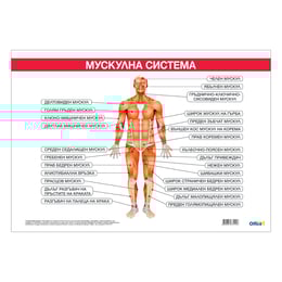 Office 1 Ученическо табло ''Мускулна система'', 100 x 70 cm