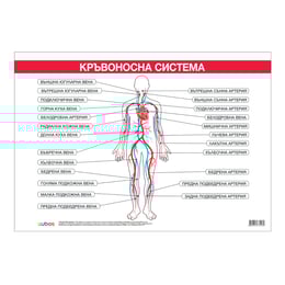 Cubos Ученическо табло ''Кръвоносна система'', 100 x 70 cm