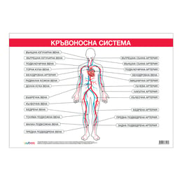 Cubos Ученическо табло ''Кръвоносна система'', 100 x 70 cm