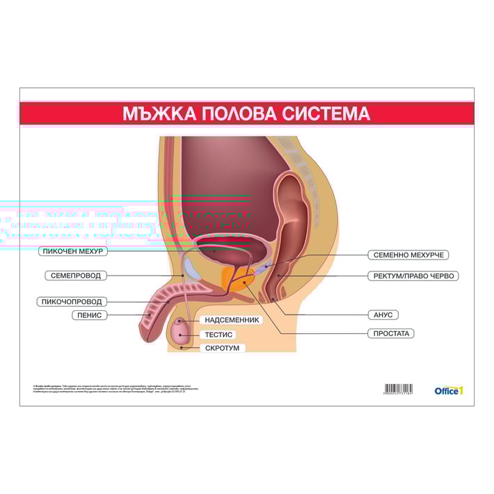 Office 1 Ученическо табло ''Мъжка полова система'', 100 x 70 cm