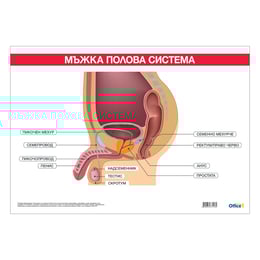 Office 1 Ученическо табло ''Мъжка полова система'', 100 x 70 cm