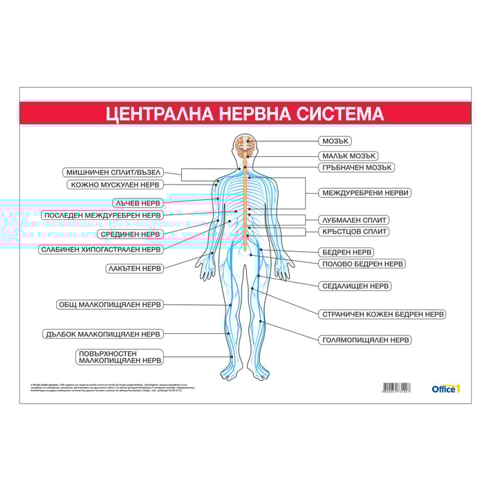 Office 1 Ученическо табло ''Централна нервна система'', 100 x 70 cm