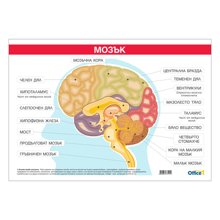 Office 1 Ученическо табло ''Главен мозък'', 100 x 70 cm