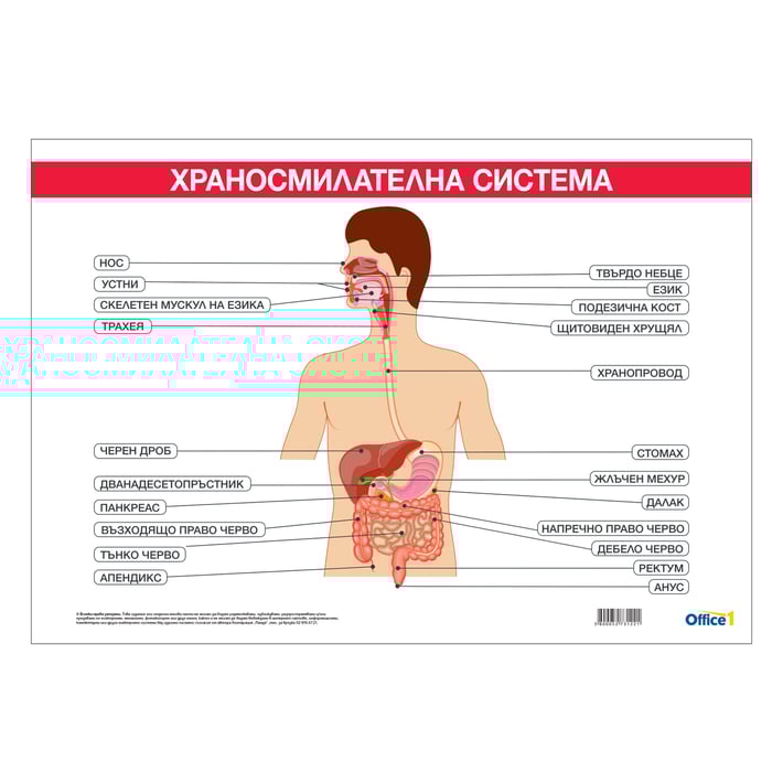 Office 1 Ученическо табло ''Храносмилателна система'', 100 x 70 cm