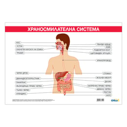 Office 1 Ученическо табло ''Храносмилателна система'', 100 x 70 cm