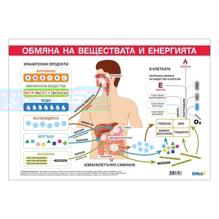 Office 1 Ученическо табло ''Обмяна на вещества и енергия'', 100 x 70 cm