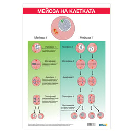 Office 1 Ученическо табло ''Мейоза'', 70 x 100 cm
